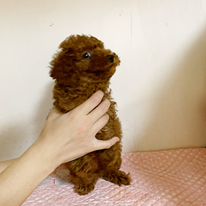 トイプードルのレッドの男の子|2025年10月6日生まれ|No.10938|画像0枚目