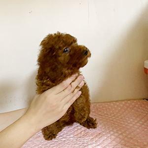 トイプードルのレッドの男の子|2025年10月6日生まれ|No.10938|画像1枚目