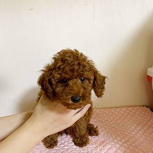 トイプードルのレッドの男の子|2025年10月6日生まれ|No.10938|画像2枚目