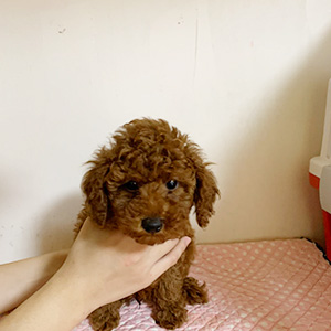 トイプードルのレッドの男の子|2025年10月6日生まれ|No.10938|画像3枚目