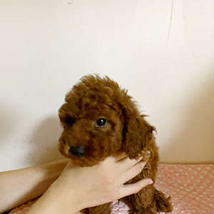 トイプードルのレッドの男の子|2025年10月6日生まれ|No.10938|画像4枚目