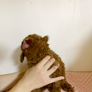 トイプードルのレッドの男の子|2025年10月6日生まれ|No.10938|画像5枚目