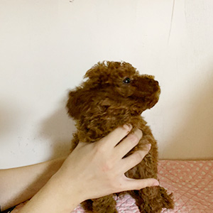 トイプードルのレッドの男の子|2025年10月6日生まれ|No.10938|画像6枚目