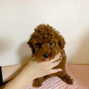 トイプードルのレッドの男の子|2025年10月6日生まれ|No.10938|画像7枚目