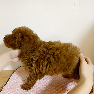 トイプードルのレッドの男の子｜2025年10月6日生まれ｜No.10938｜画像8枚目