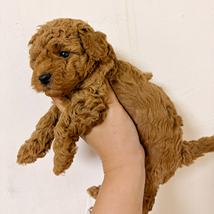 トイプードルのレッドの女の子｜2025年10月16日生まれ｜No.10941｜画像0枚目