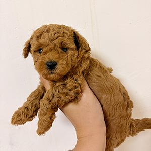 トイプードルのレッドの女の子｜2025年10月16日生まれ｜No.10941｜画像1枚目