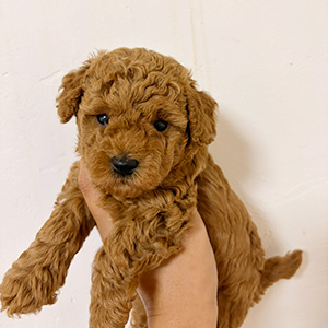 トイプードルのレッドの女の子｜2025年10月16日生まれ｜No.10941｜画像2枚目