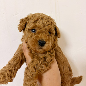 トイプードルのレッドの女の子｜2025年10月16日生まれ｜No.10941｜画像3枚目