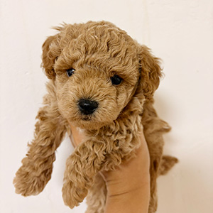 トイプードルのレッドの女の子|2025年10月16日生まれ|No.10942|画像0枚目