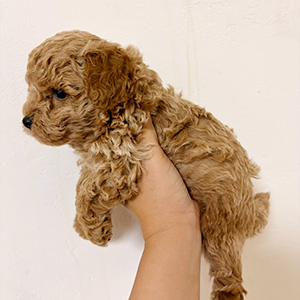 トイプードルのレッドの女の子|2025年10月16日生まれ|No.10942|画像1枚目