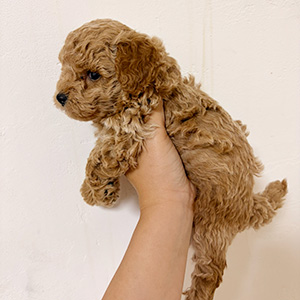 トイプードルのレッドの女の子|2025年10月16日生まれ|No.10942|画像2枚目