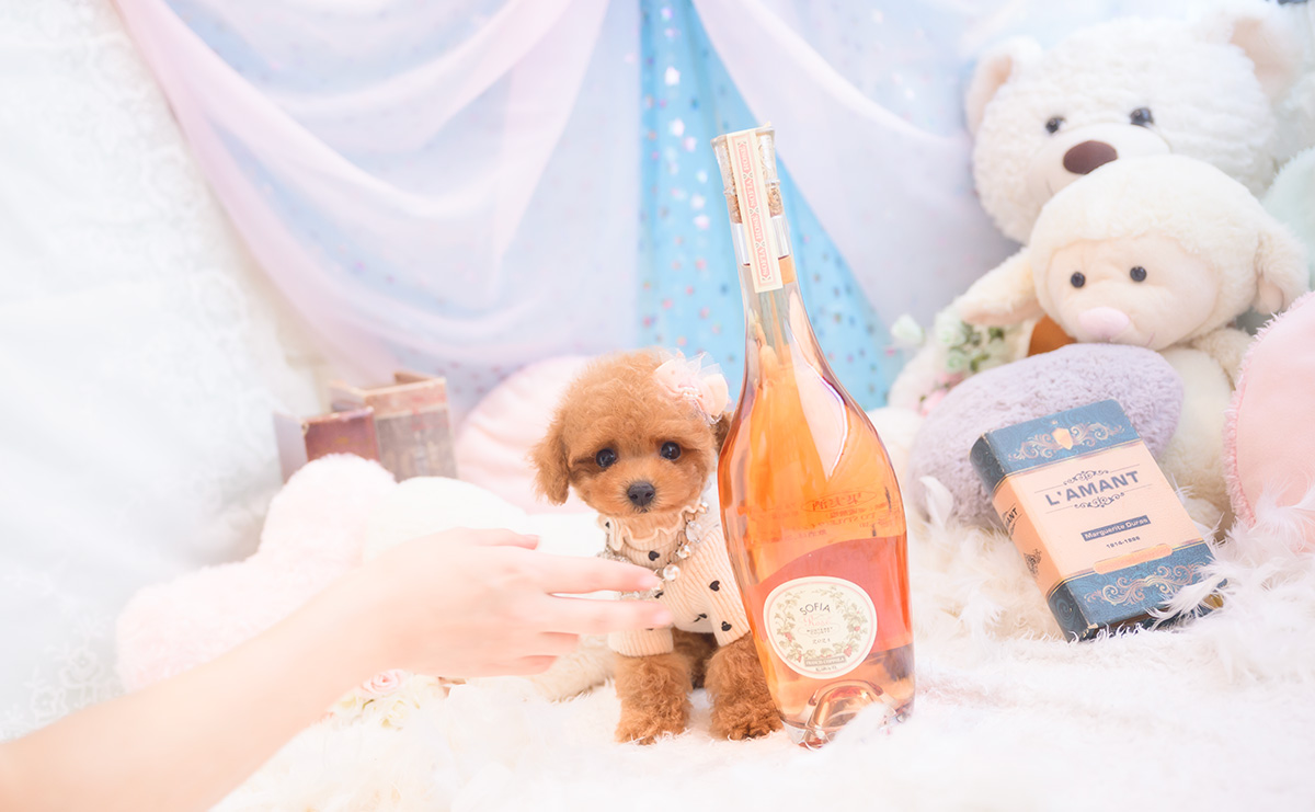 ティーカッププードルのレッドの女の子｜2025年9月18日生まれ｜No.10943｜画像2枚目