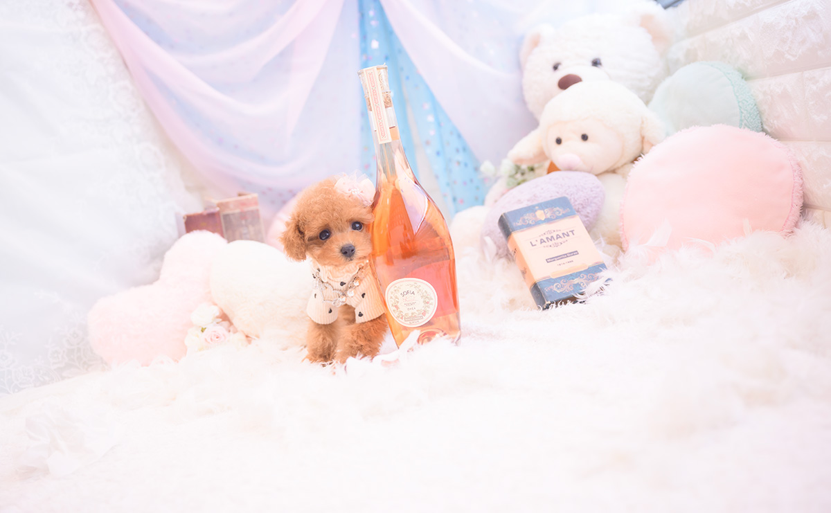 ティーカッププードルのレッドの女の子｜2025年9月18日生まれ｜No.10943｜画像5枚目