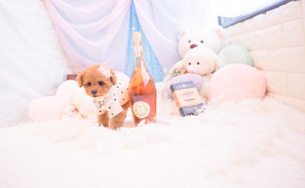 ティーカッププードルのレッドの女の子｜2025年9月18日生まれ｜No.10943｜画像6枚目