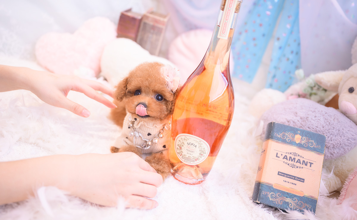 ティーカッププードルのレッドの女の子｜2025年9月18日生まれ｜No.10943｜画像8枚目