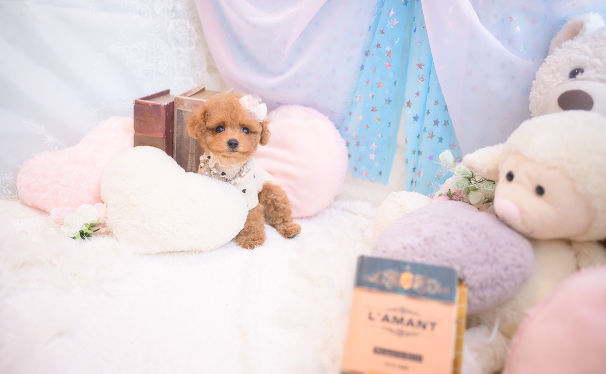 ティーカッププードルのレッドの女の子｜2025年9月18日生まれ｜No.10943｜画像3枚目