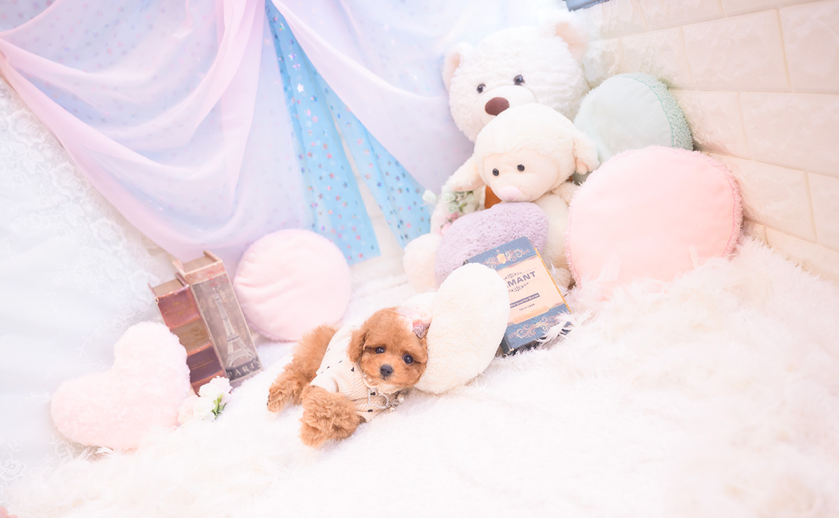 ティーカッププードルのレッドの女の子｜2025年9月18日生まれ｜No.10943｜画像9枚目