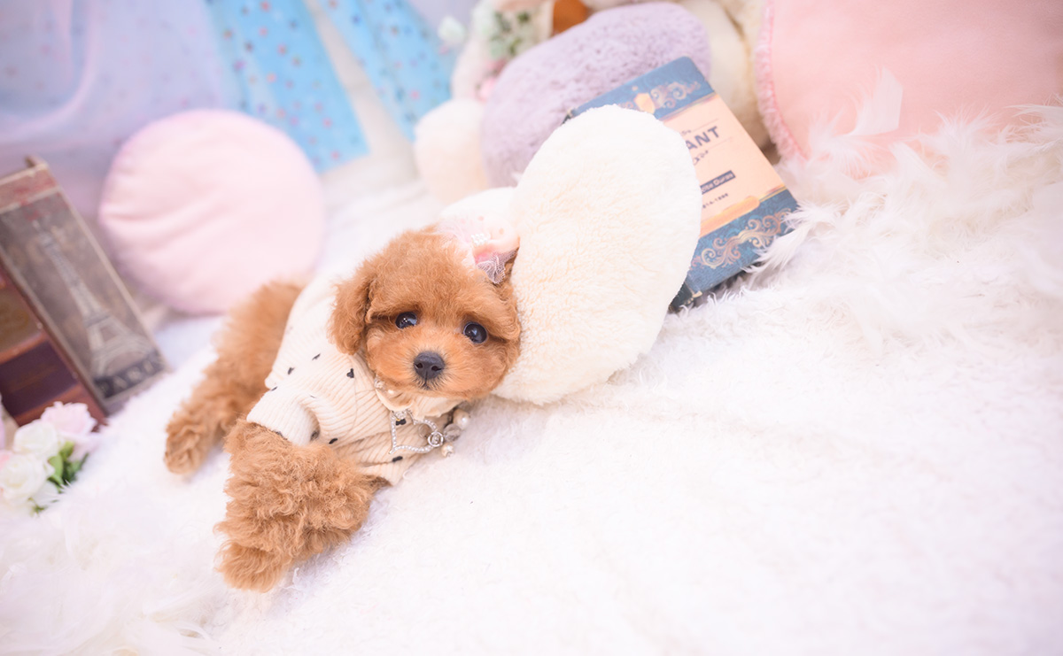 ティーカッププードルのレッドの女の子｜2025年9月18日生まれ｜No.10943｜画像10枚目