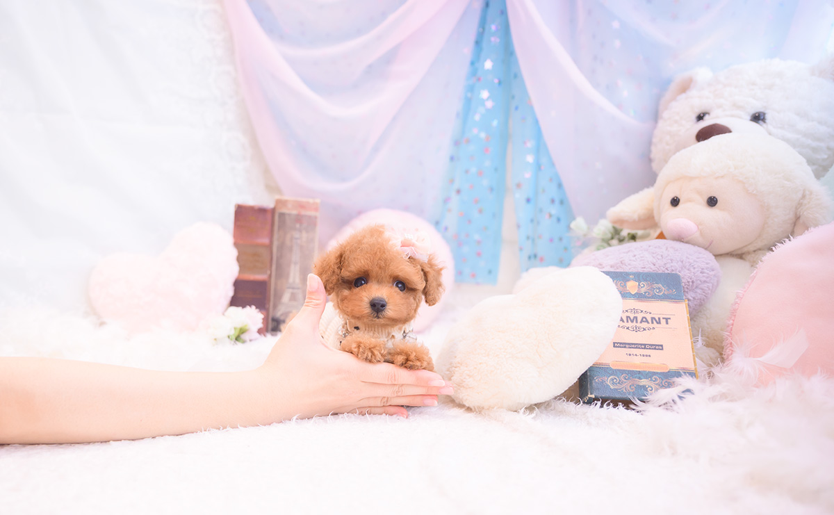 ティーカッププードルのレッドの女の子｜2025年9月18日生まれ｜No.10943｜画像11枚目