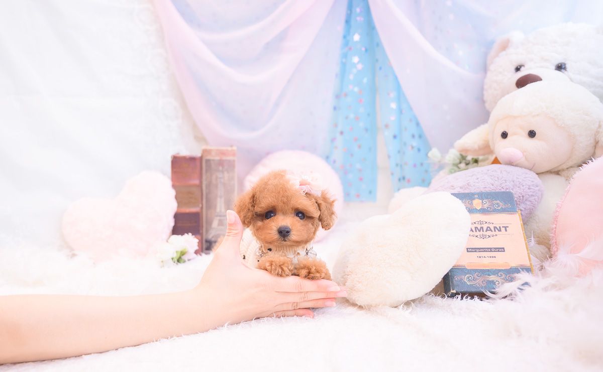 ティーカッププードルのレッドの女の子｜2025年9月18日生まれ｜No.10943｜画像12枚目