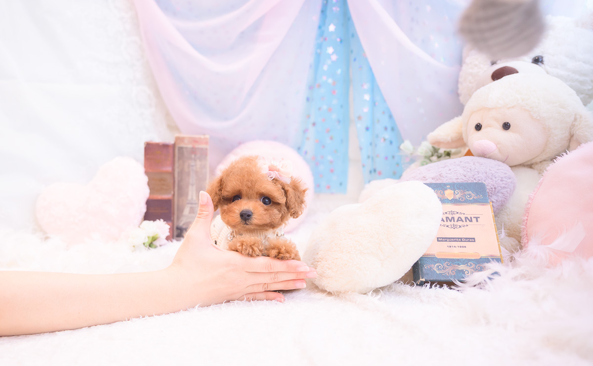 ティーカッププードルのレッドの女の子｜2025年9月18日生まれ｜No.10943｜画像13枚目