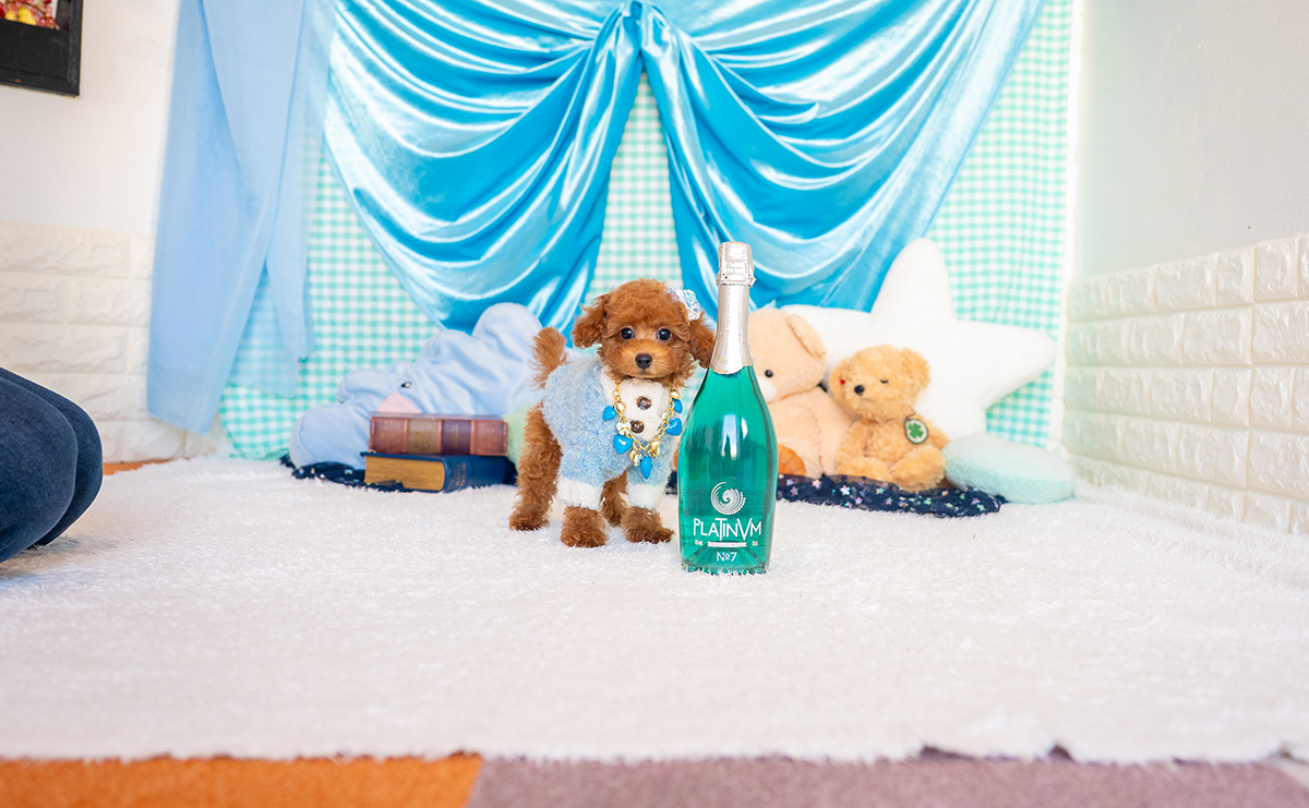 タイニープードルのレッドの男の子|2025年9月3日生まれ|No.10945|画像2枚目