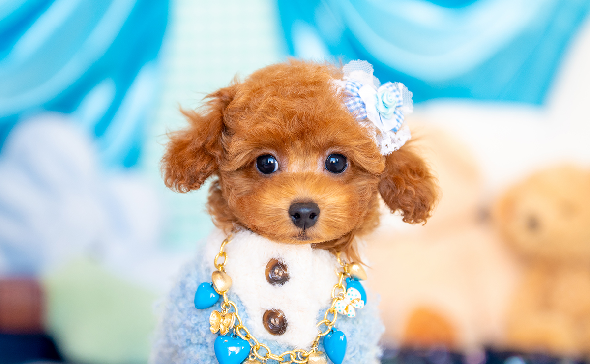 タイニープードルのレッドの男の子|2025年9月3日生まれ|No.10945|画像3枚目