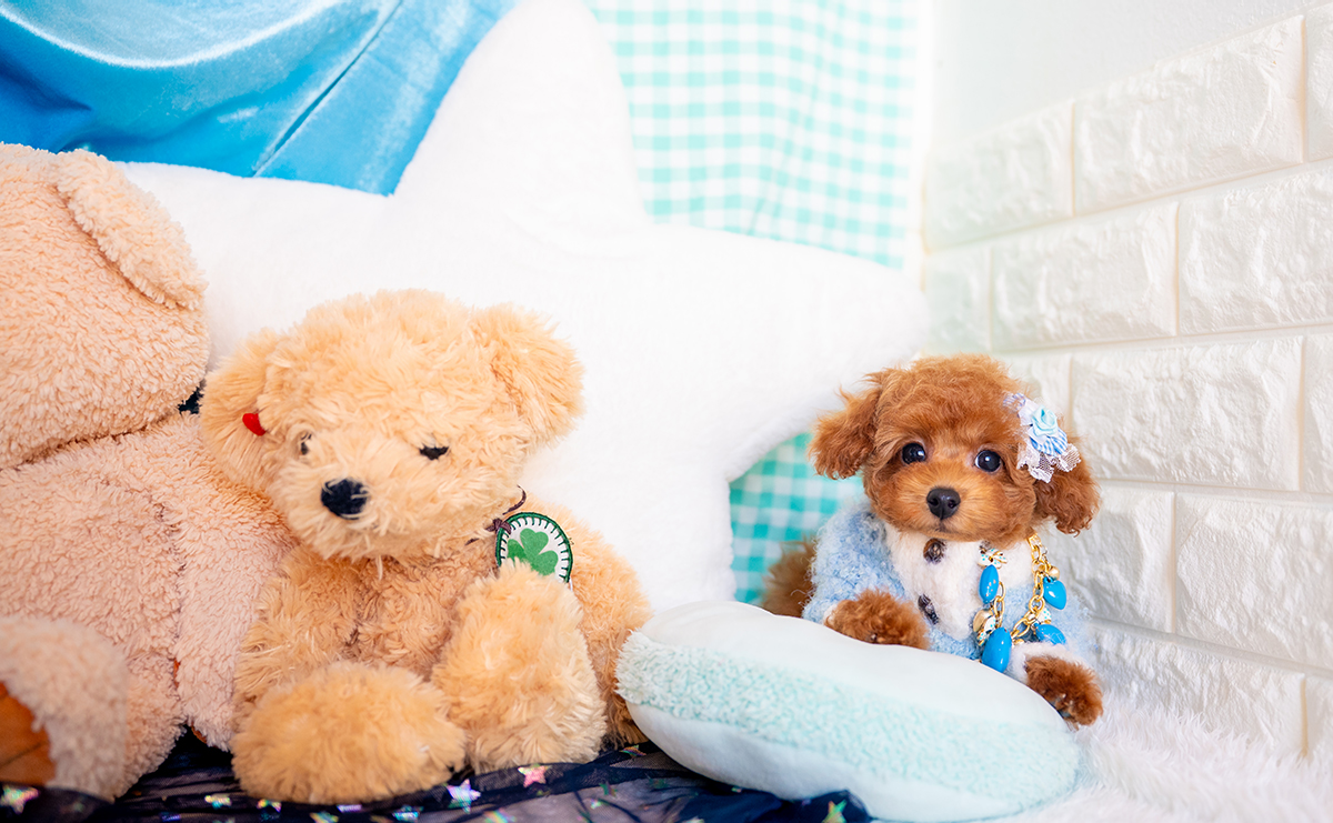 タイニープードルのレッドの男の子|2025年9月3日生まれ|No.10945|画像4枚目