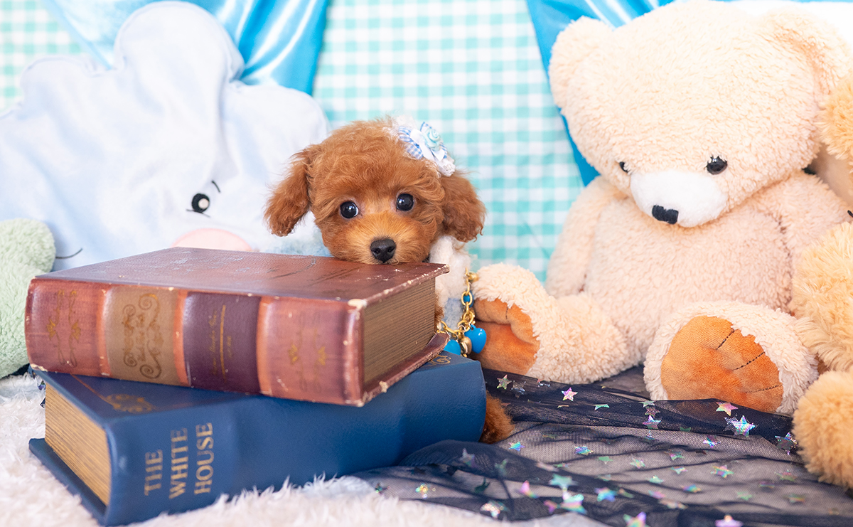 タイニープードルのレッドの男の子|2025年9月3日生まれ|No.10945|画像0枚目