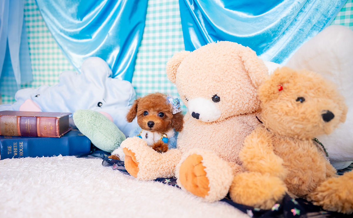 タイニープードルのレッドの男の子|2025年9月3日生まれ|No.10945|画像5枚目