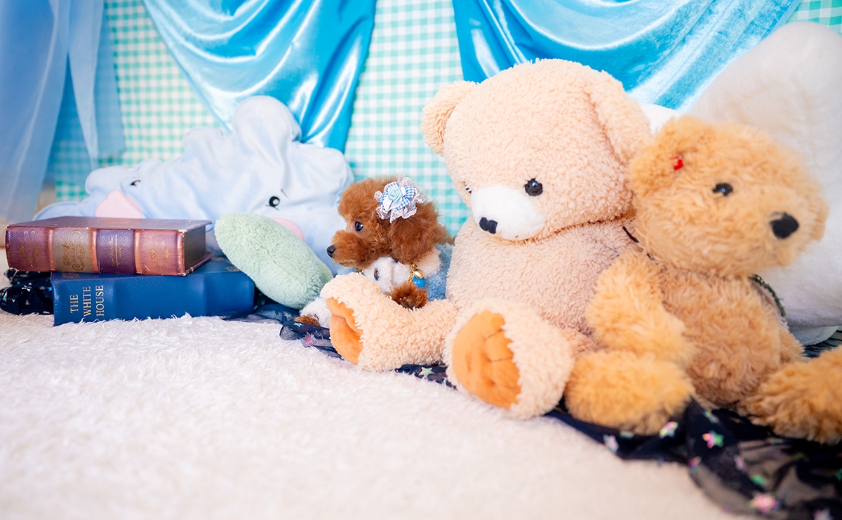 タイニープードルのレッドの男の子｜2025年9月3日生まれ｜No.10945｜画像6枚目