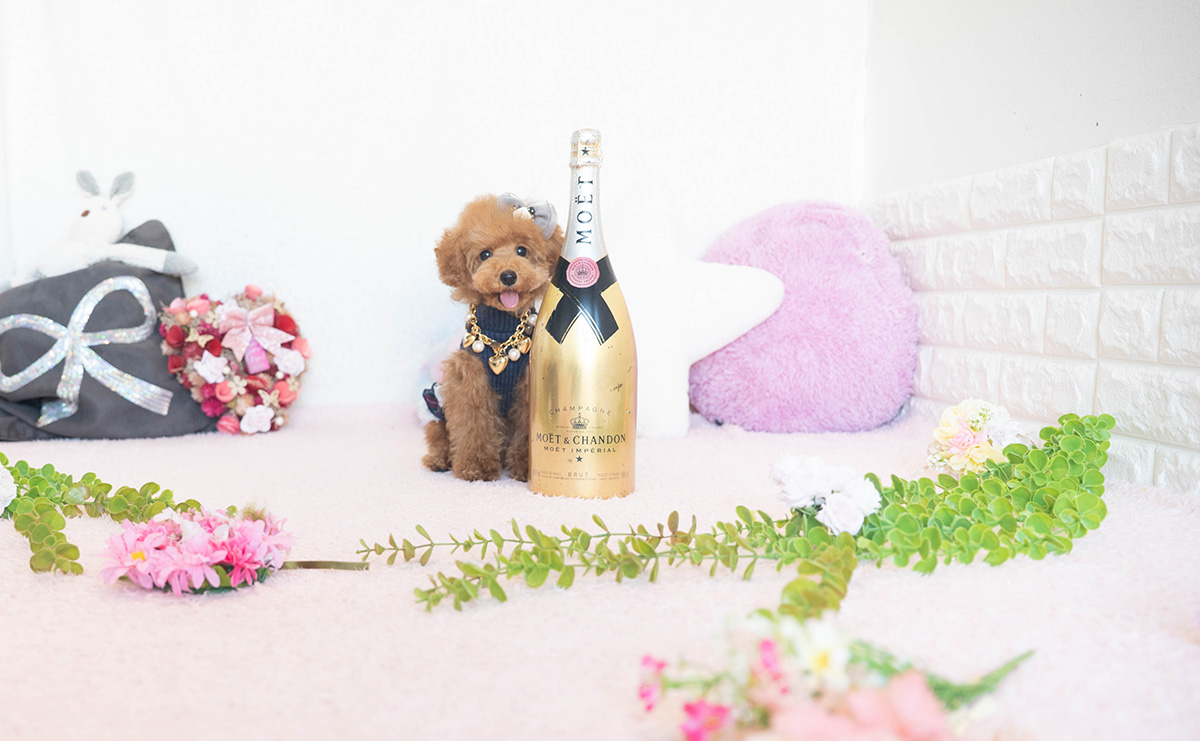 タイニープードルのレッドの女の子｜2025年7月17日生まれ｜No.10954｜画像1枚目