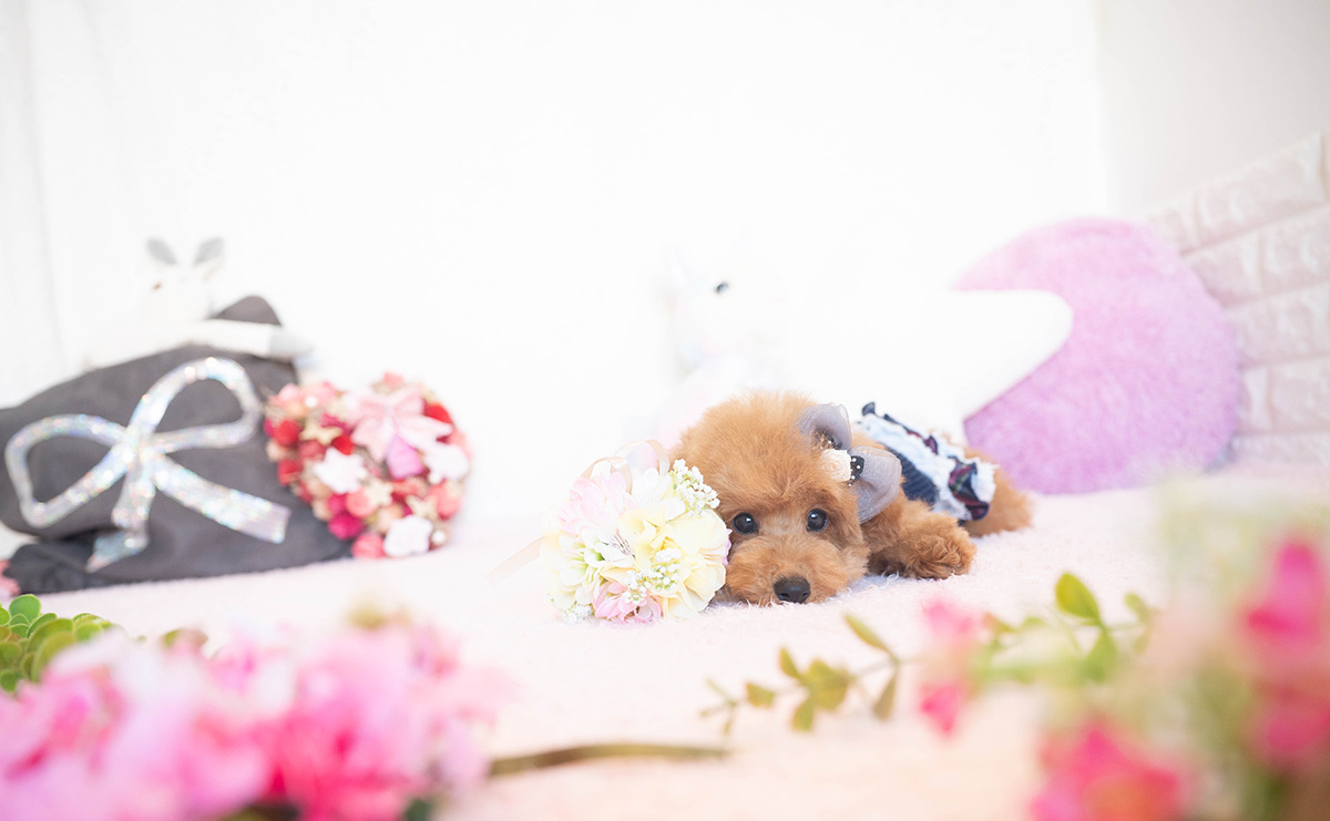 タイニープードルのレッドの女の子｜2025年7月17日生まれ｜No.10954｜画像6枚目