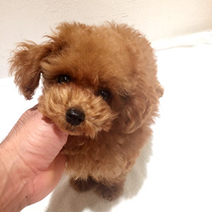 タイニープードルのレッドの女の子｜2025年9月28日生まれ｜No.10964｜画像3枚目