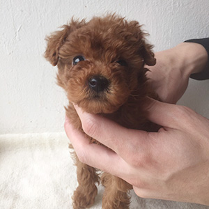 トイプードルのレッドの男の子｜2025年10月3日生まれ｜No.10956｜画像0枚目
