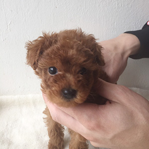 トイプードルのレッドの男の子｜2025年10月3日生まれ｜No.10956｜画像1枚目
