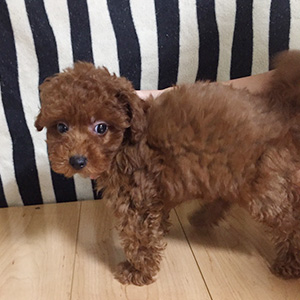 トイプードルのレッドの男の子｜2025年9月13日生まれ｜No.10952｜画像1枚目