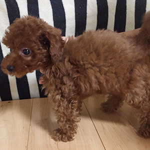 トイプードルのレッドの男の子｜2025年9月13日生まれ｜No.10952｜画像4枚目