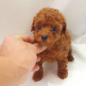 タイニープードルのレッドの男の子|2025年10月10日生まれ|No.10955|画像0枚目