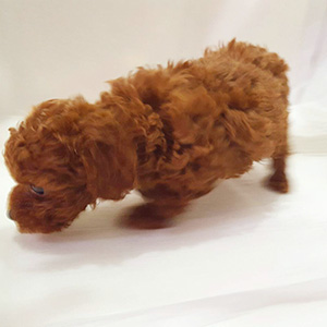 タイニープードルのレッドの男の子|2025年10月10日生まれ|No.10955|画像1枚目