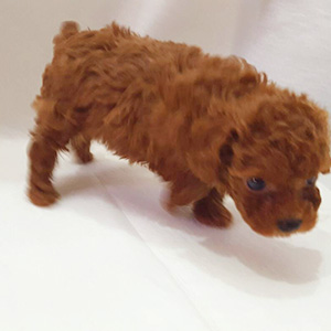 タイニープードルのレッドの男の子｜2025年10月10日生まれ｜No.10955｜画像8枚目