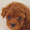 タイニープードルのレッドの男の子（2025年10月10日生まれ）
