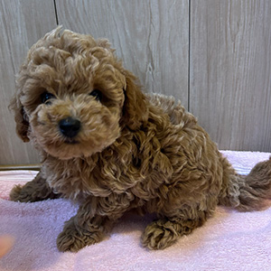 タイニープードルのレッドの女の子｜2025年10月14日生まれ｜No.11003｜画像0枚目