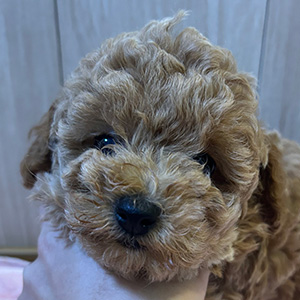 タイニープードルのレッドの女の子｜2025年10月14日生まれ｜No.11003｜画像1枚目