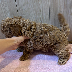 タイニープードルのレッドの女の子｜2025年10月14日生まれ｜No.11003｜画像2枚目