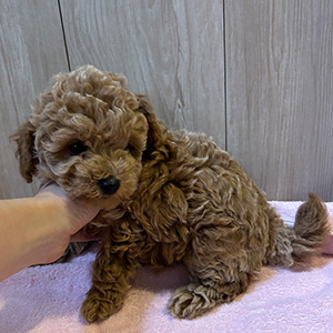 タイニープードルのレッドの女の子｜2025年10月14日生まれ｜No.11003｜画像3枚目