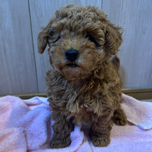 トイプードルのレッドの男の子｜2025年10月2日生まれ｜No.10989｜画像0枚目