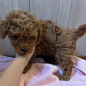 トイプードルのレッドの男の子｜2025年10月2日生まれ｜No.10989｜画像1枚目