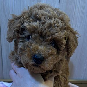 トイプードルのレッドの男の子｜2025年10月2日生まれ｜No.10989｜画像2枚目